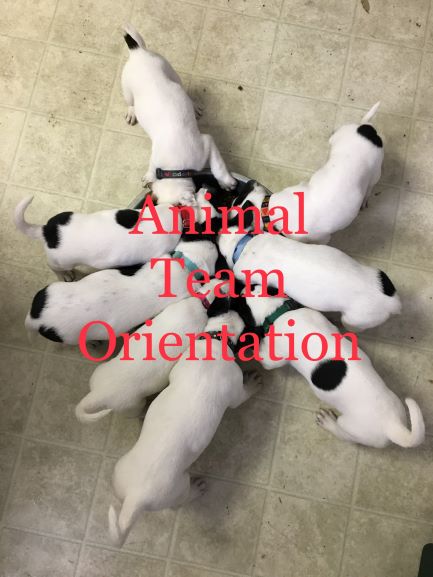 SPOT Animal Team Orientation